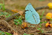 Athena Morpho butterfly (Morpho athena) feeding on  juice of Araca fruit (Eugenia sp.) Atlantic Rainforest, Serrinha do Alambari Environmental Protection Area, Resende, Rio de Janeiro State, Southeast...