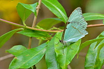Athena Morpho butterfly (Morpho athena) Atlantic Rainforest, Serrinha do Alambari Environmental Protection Area, Resende, Rio de Janeiro State, Southeastern Brazil