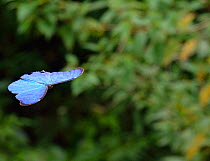 Anaxibia Morpho butterfly (Morpho anaxibia) flying over the Atlantic Rainforest, Itatiaia National Park, Itatiaia, Rio de Janeiro State, Southeastern Brazil
