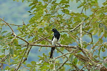 Magpie Tanager (Cissopis leverianus) Atlantic Rainforest, Itatiaia National Park, Itatiaia, Rio de Janeiro State, Southeastern Brazil