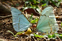 Athena Morpho butterfly (Morpho athena) feeding on juice of Araca fruit (Eugenia sp.) Atlantic Rainforest, Serrinha do Alambari Environmental Protection Area, Resende, Rio de Janeiro State, Southeaste...