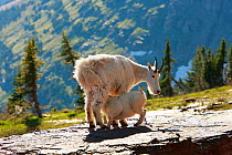 Mountain goat (Oreamnos americanus) mother nursing kid on mountain hillside. Glacier National Park, Montana, Rocky Mountains, July.