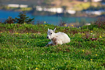 Young mountain goat (Oreamnos americanus), Glacier National Park, Montana, Rocky Mountains, July.