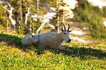Mountain goat (Oreamnos americanus) with kid, Glacier National Park, Montana, Rocky Mountains, July.