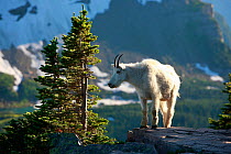 Mountain goat (Oreamnos americanus), Glacier National Park, Montana, Rocky Mountains, July.