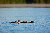 Common loon (Gavia immer) pair swimming with fledgling. One adult crouched with head and neck parallel to water in territory/alarm display. Turtle Flambeau Scenic Waters Area, Wisconsin, June.