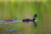 Common loon (Gavia immer) swimming with fledgling, adult calling. Turtle Flambeau Scenic Waters Area, Wisconsin, June.