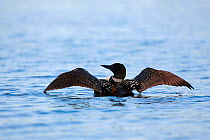 Common loon (Gavia immer) on water stretching wings, Turtle Flambeau Scenic Waters Area, Wisconsin, June.