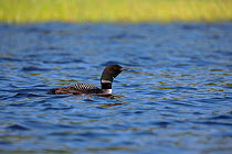Common loon (Gavia immer) on water, calling. Turtle Flambeau Scenic Waters Area, Wisconsin, July.