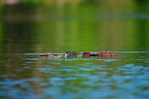 Common loon (Gavia immer) swimming with fledgling. Crouching with head and neck parallel to water in territory / alarm display. Turtle Flambeau Scenic Waters Area, Wisconsin, July.