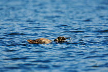 Common loon (Gavia immer) bathing, High Lake, Northern Highland State Forest, Wisconsin, June.