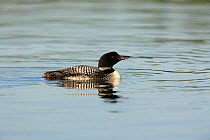 Common loon (Gavia immer) swimming, High Lake, Northern Highland State Forest, Wisconsin, June.