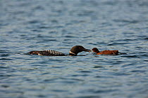 Common loon (Gavia immer) feeding young, High Lake, Northern Highland State Forest, Wisconsin, June.