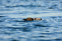 Common loon (Gavia immer) swimming with head low to water in territory display, High Lake, Northern Highland State Forest, Wisconsin, June.