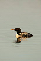Common loon (Gavia immer), High Lake, Northern Highland State Forest, Wisconsin, July.