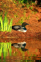 Common loon (Gavia immer) in breeding plumage sitting on nest, High Lake, Northern Highland State Forest, Wisconsin, June.