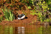 Common loon (Gavia immer) turning eggs in nest, High Lake, Northern Highland State Forest, Wisconsin, June.