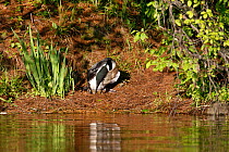 Common loon (Gavia immer) turning eggs in nest, High Lake, Northern Highland State Forest, Wisconsin, June.