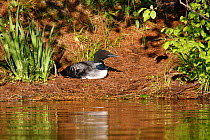 Common loon (Gavia immer) in breeding plumage sitting on nest. High Lake, Northern Highland State Forest, Wisconsin, June.