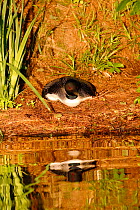 Common loon (Gavia immer) in breeding plumage sitting on nest. High Lake, Northern Highland State Forest, Wisconsin, July.