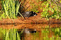 Common loon (Gavia immer) rearranging nesting material, High Lake, Northern Highland State Forest, Wisconsin, July.