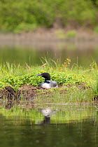 Common loon (Gavia immer) in breeding plumage sitting on nest, Allequash Lake, Northern Highland State Forest, Wisconsin, June.
