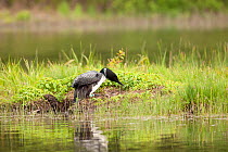 Common loon (Gavia immer) returning to nest, Allequash Lake, Northern Highland State Forest, Wisconsin, June.