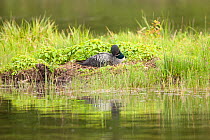 Common loon (Gavia immer) rearranging nesting material, Allequash Lake, Northern Highland State Forest, Wisconsin, June.