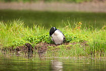 Common loon (Gavia immer) lowering itself onto eggs in nest, Allequash Lake, Northern Highland State Forest, Wisconsin, June.