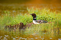 Common loon (Gavia immer) on nest giving wail-call to locate mate, Allequash Lake, Northern Highland State Forest, Wisconsin, June.