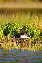 Common loon (Gavia immer) on nest incubating eggs, Allequash Lake, Northern Highland State Forest, Wisconsin, June.