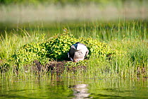 Common loon (Gavia immer) turning eggs in nest, Allequash Lake, Northern Highland State Forest, Wisconsin, June.