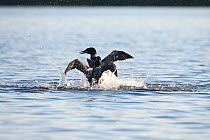 Common loons (Gavia immer) fighting over teritory dispute, one protecting nest from intruder. Allequash Lake, Northern Highland State Forest, Wisconsin, June.