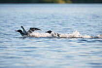Common loons (Gavia immer) fighting over teritory dispute, one chasing the other, Allequash Lake, Northern Highland State Forest, Wisconsin, June.