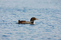 Common loon (Gavia immer) adult swimming with chick on back, Allequash Lake, Northern Highland State Forest, Wisconsin, July.