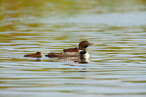 Common loon (Gavia immer) adult swimming with chick on back and another following behind, Allequash Lake, Northern Highland State Forest, Wisconsin, July.
