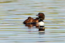 Common loon (Gavia immer) adult swimming with two chicks on back, Allequash Lake, Northern Highland State Forest, Wisconsin, July.