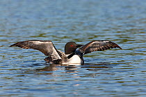 Common loon (Gavia immer) 'Wing Flap' display as part of preening behaviour, Allequash Lake, Northern Highland State Forest, Wisconsin, July.