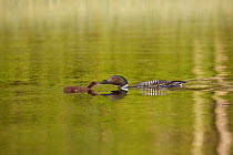 Common loon (Gavia immer) feeding young chick small fish, Allequash Lake, Northern Highland State Forest, Wisconsin, July.