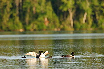 Common loon (Gavia immer) pair with chicks, Allequash Lake, Northern Highland State Forest, Wisconsin, July.