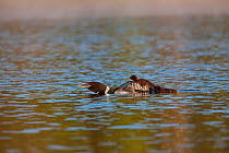 Common loon (Gavia immer) swimming with chicks giving 'wail-call' to mate, High Lake, Northern Highland State Forest, Wisconsin, July.