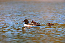 Common loon (Gavia immer) swimming with two chicks, Allequash Lake, Northern Highland State Forest, Wisconsin, July.