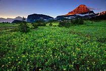 Alpine meadow filled with yellow glacier lillies, peak of Mount Reynolds in distance. Logan Pass, Glacier National Park, Rocky Mountains, Montana, July 2010.