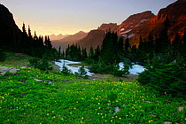 Alpine meadow filled with yellow glacier lillies at dusk, Garden Wall in distance. Logan Pass, Glacier National Park, Rocky Mountains, Montana, July 2010.