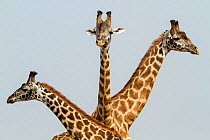 Masai Giraffes (Giraffa camelopardalis tippelskirchi) group of three, Masai Mara Game Reserve, Kenya.