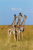 Masai Giraffe (Giraffa camelopardalis tippelskirchi) juveniles, Masai Mara Game Reserve, Kenya