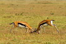 Thomson's gazelle (Gazella thomsoni) males fighting, Masai Mara Game Reserve,  Kenya