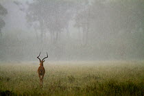 Impala (Aepyceros melampus) male in rain storm, Masai Mara Game Reserve, Kenya