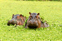 Hippopotamuses (Hippopotamus amphibius) amongst water lettuces, Masai Mara Game Reserve, Kenya