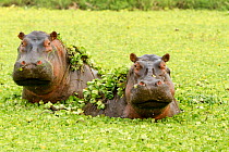 RF- Hippopotamuses (Hippopotamus amphibius) in water lettuces, Masai Mara Game Reserve, Kenya. (This image may be licensed either as rights managed or royalty free.)